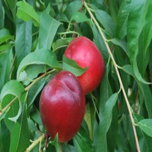 Anamur Naturel Tüplü Aşılı Yarı Bodur Caldesi Nektarin Fidanı