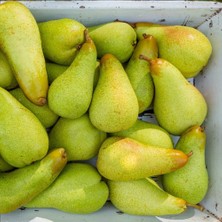 Anamur Naturel Tüplü Aşılı Kendine Verimli Abete Fetel Armut Fidanı