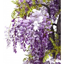 Anamur Naturel Tüplü Wisteria Sinensis Mor Salkım Fidanı