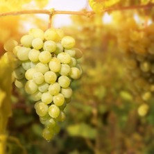 Anamur Naturel Tüplü Sofralık Barış Çekirdeksiz Üzüm Fidanı