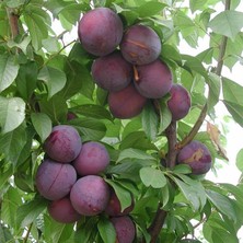 Anamur Naturel Tüplü Aşılı Aromatik Verimli Fortune Japon Erik Fidanı