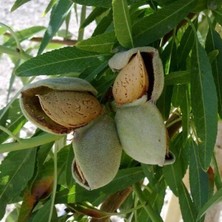 Anamur Naturel Tüplü Aşılı Amerikan Texas Teksas Badem Fidanı