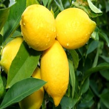 Anamur Naturel Tüplü Aşılı Yüksek Verimli Yediveren Limon Fidanı