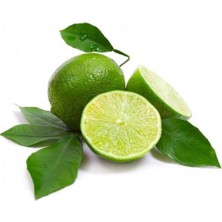 Anamur Naturel Tüplü Aşılı Meksika Lime Çekirdeksiz Limon Fidanı