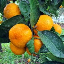 Anamur Naturel Tüplü Aşılı Yarı Bodur Yöresel Kokulu Bodrum Mandalina Fidanı