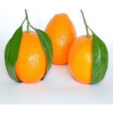 Anamur Naturel Tüplü Aşılı Çekirdeksiz Ovari Mandalina Fidanı