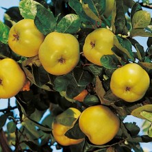 Anamur Naturel Tüplü Elma Gibi Yenen Istanbul Ayvası Fidanı