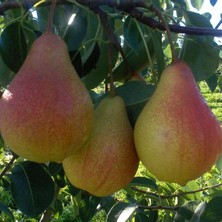 Anamur Naturel Tüplü Aşılı Orta Erkenci Verimli Aromalı Carmen Armut Fidanı