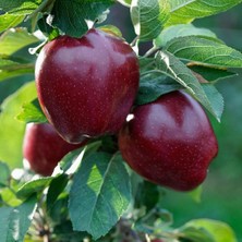 Anamur Naturel Tüplü Aşılı Tam Bodur Albenisi Yüksek Joremini  Elma Fidanı