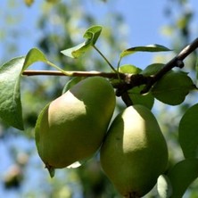 Anamur Naturel Tüplü Aşılı Tam Bodur Erkenci Aromalı Akça Armut Fidanı