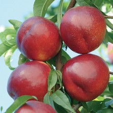 Anamur Naturel Tüplü Aşılı Yarı Bodur Yüksek Verimli Venüs Nektarin Fidanı