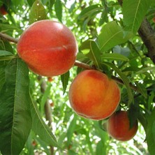 Anamur Naturel Tüplü Aşılı Yarıbodur Aroması Yüksek Cresthaven Şeftali Fidanı