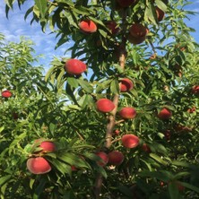 Anamur Naturel Tüplü Aşılı Yarıbodur Güçlü Gelişen Tastired Şeftali Fidanı