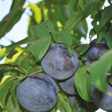 Anamur Naturel Tüplü Aşılı Yarıbodur Aromalı Black Amber Japon Erik Fidanı