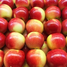 Anamur Naturel Tüplü Aşılı Yarıbodur Aromatik Verimli Kokulu Kanzi Elma Fidanı