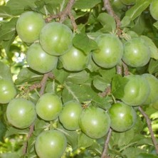 Anamur Naturel Tüplü Aşılı Yarıbodur Erkenci Verimli Yeşil Cin Erik Fidanı