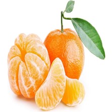 Anamur Naturel Tüplü Aşılı Yarı Bodur Nova Mandalina Fidanı