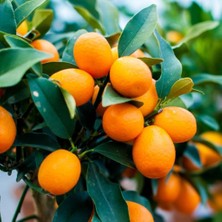 Anamur Naturel Tüplü Aşılı Meyve Verme Yaşında Nagami Oval Kamkat Fidanı (3 Yaş)