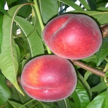 Anamur Naturel Tüplü Aşılı Yarıbodur Royal Glory Şeftali Fidanı