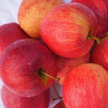 Anamur Naturel Tüplü Aşılı Yarıbodur Verimli Early Red One Elma Fidanı