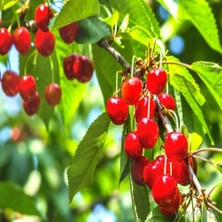 Anamur Naturel Tüplü Aşılı Yarıbodur Montmorency  Vişne Fidanı