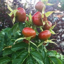 Anamur Naturel Tüplü Dikensiz Büyük Meyveli Kuşburnu Fidanı