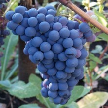 Anamur Naturel Tüplü Sofralık Erkenci Trakya Ilkeren Üzüm Fidanı