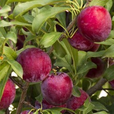 Anamur Naturel Tüplü Aşılı Yarıbodur Bol Verimli Santa Rosa Japon Erik Fidanı