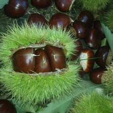 Anamur Naturel Tüplü Aşılı Pişirmelik Geleneksel Sarı Aşılama Kestane Fidanı