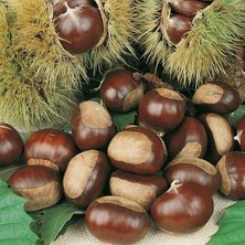 Anamur Naturel Tüplü Aşılı Verimli Geleneksel Bursa Osmanoğlu Kestane Fidanı