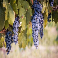 Anamur Naturel Tüplü Yeni Çeşit Michele Palieri Üzüm Fidanı
