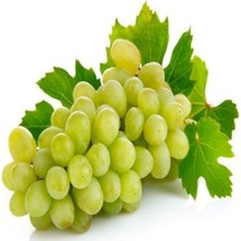 Anamur Naturel Tüplü Sofralık Thompson Çekirdeksiz Üzüm Fidanı