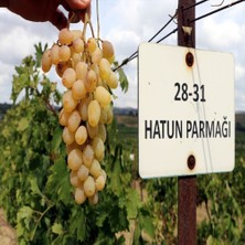 Anamur Naturel Tüplü Uzun Boylu Hatun Parmağı Üzüm Fidanı