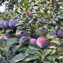 Anamur Naturel Tüplü Aşılı Verimli Black Diamond Siyah Japon Erik Fidanı