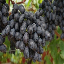 Anamur Naturel Tüplü Sofralık Verimli Ribol Üzüm Fidanı