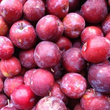 Anamur Naturel Tüplü Aşılı Kokulu Verimli Early Red Beauty Japon Erik Fidanı