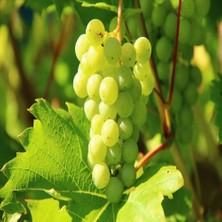 Anamur Naturel Tüplü Kokulu Tatlı Sulu Bornova Misketi Üzüm Fidanı