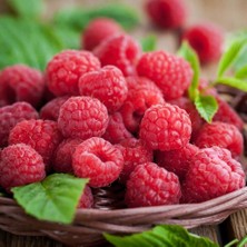 Anamur Naturel Tüplü Bol Verimli Yediveren Ahududu Fidanı