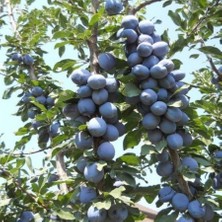 Anamur Naturel Tüplü Kokulu Sofralık Kurutmalık Briton Erik Fidanı