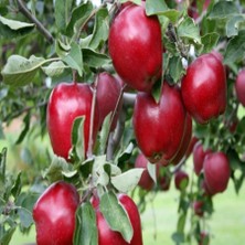 Anamur Naturel Tüplü Kömür Siyahı Joremini Elma Fidanı