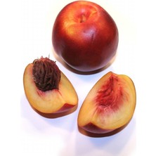 Anamur Naturel Tüplü Mayısı Güzeli Kaliforniya May Glo Nektarin Fidanı