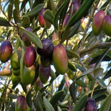 Anamur Naturel Tüplü Ispanyol Manzalina Kırmalık Yağlık Zeytin Fidanı
