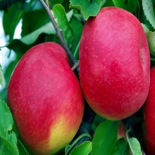 Anamur Naturel Tüplü Albenisi Yüksek Kokulu Fuji Kiku Elma Fidnaı