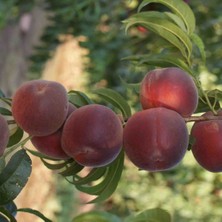 Anamur Naturel Tüplü Sert Iri Meyveli Spring Lady Şeftali Fidanı