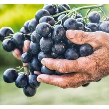 Anamur Naturel Tüplü Antep Karası Parmağı Kan Yapan Kurutmalık Sofralık Üzüm Fidanı