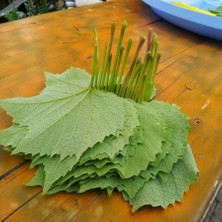 Anamur Naturel Çardaklık Yapralık Meyve Vermeyen Üzüm Fidanı