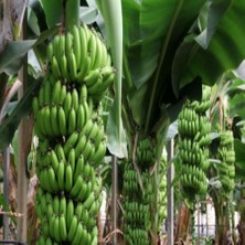 Anamur Naturel Tüplü Verimli Bodur Azman Anamur Muzu Fidanı