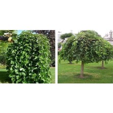 Mevsim Fidancılık Peyzaj Açık Kök Ters Dut ( Şemsiye Dut ) Fidanı( 4 Yaşında Boy 200CM)