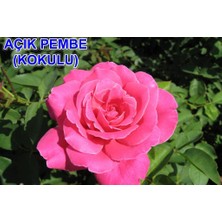 Mevsim Fidancılık Peyzaj Tüplü Yediveren Kokulu Açık Pembe Gül Fidanı