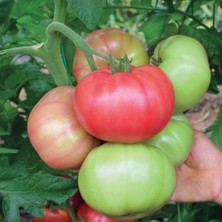 Anamur Naturel Iri Meyveli Hünkar Beff Domates Fidesi(5 Adet)